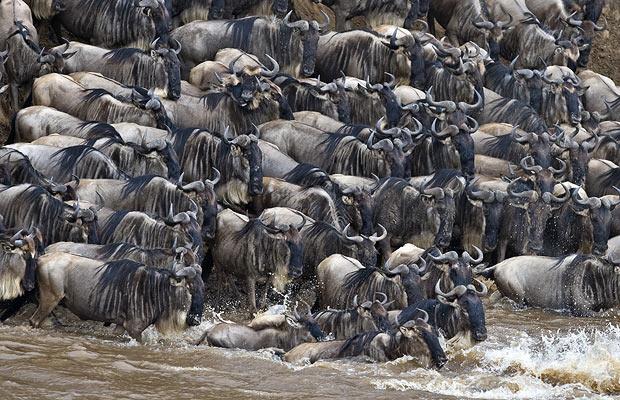 GNU+wildebeest- (1)