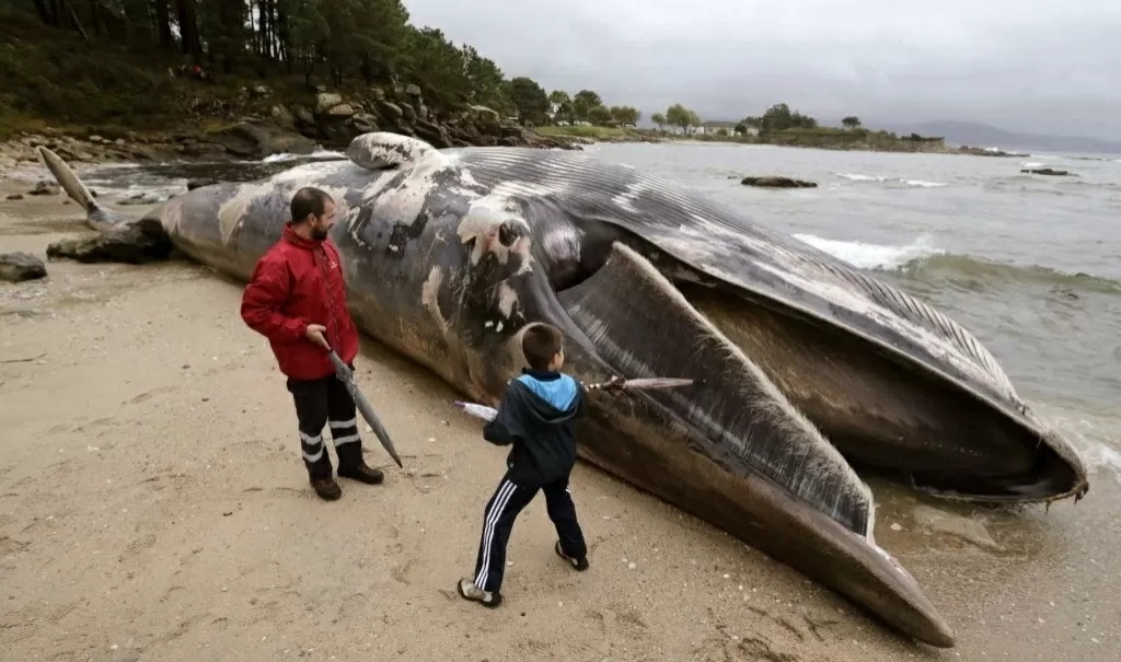 4nov2013---pessoas-observam-baleia-de-20-metros-de-comprimento-que-apareceu-morta-na-praia-de-seixal-em-a-coruna-na-espanha-nesta-segunda-feira-4-o-animal-foi-visto-ontem-no-mar-e-foi-trazido-para-1383588260388_1024x605