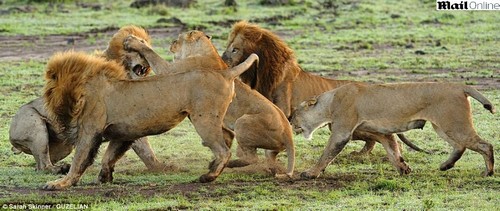 102_191-alt-blog-lions-males