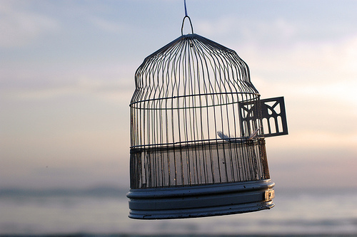 dc-open-bird-cage (1)