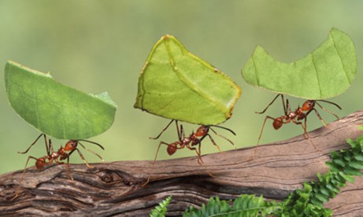 como_funcionam_formigas