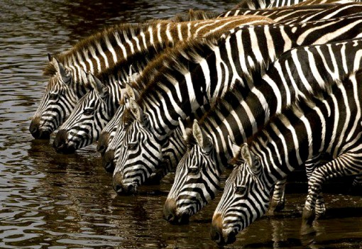 foto-zebras