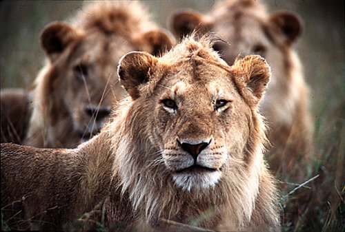 leoes