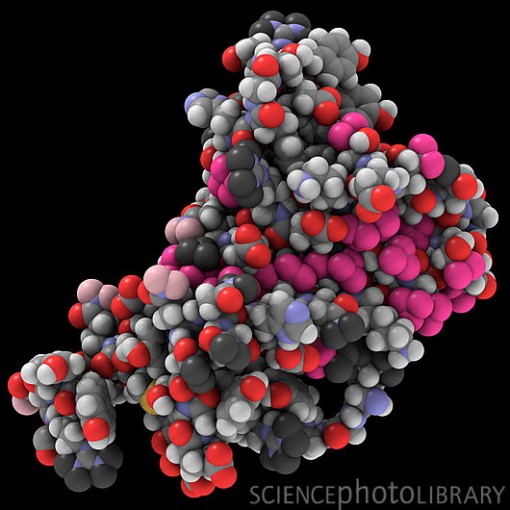 Human prion protein, molecular model