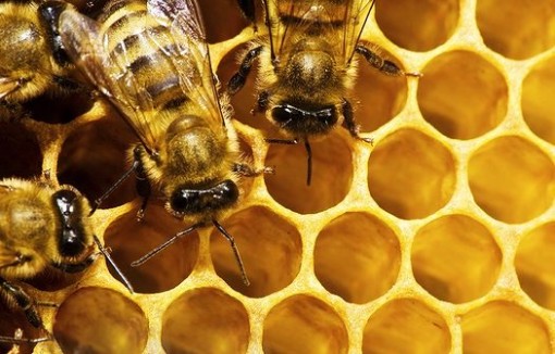 abelhas-apicultura