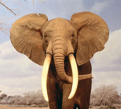 elefantes-comuns-3