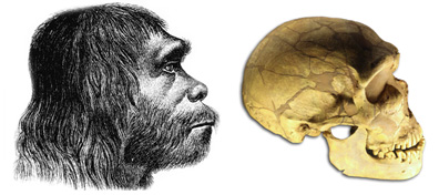 homo-sapiens-neanderthalens