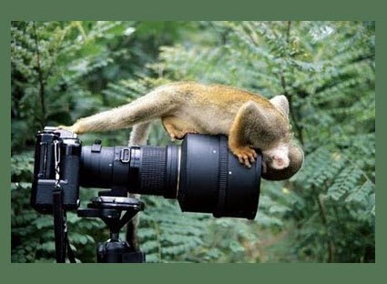 macaco-olha-camera.JPG