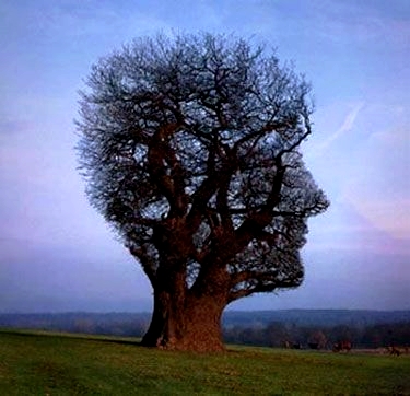 tree-head
