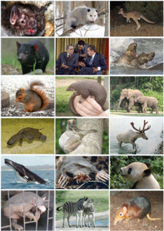 Mammal_Diversity_2011