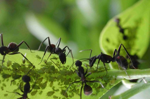 colonias-de-formigas (1)
