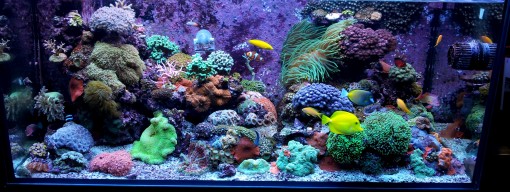 reef-wide-2012-feature-image